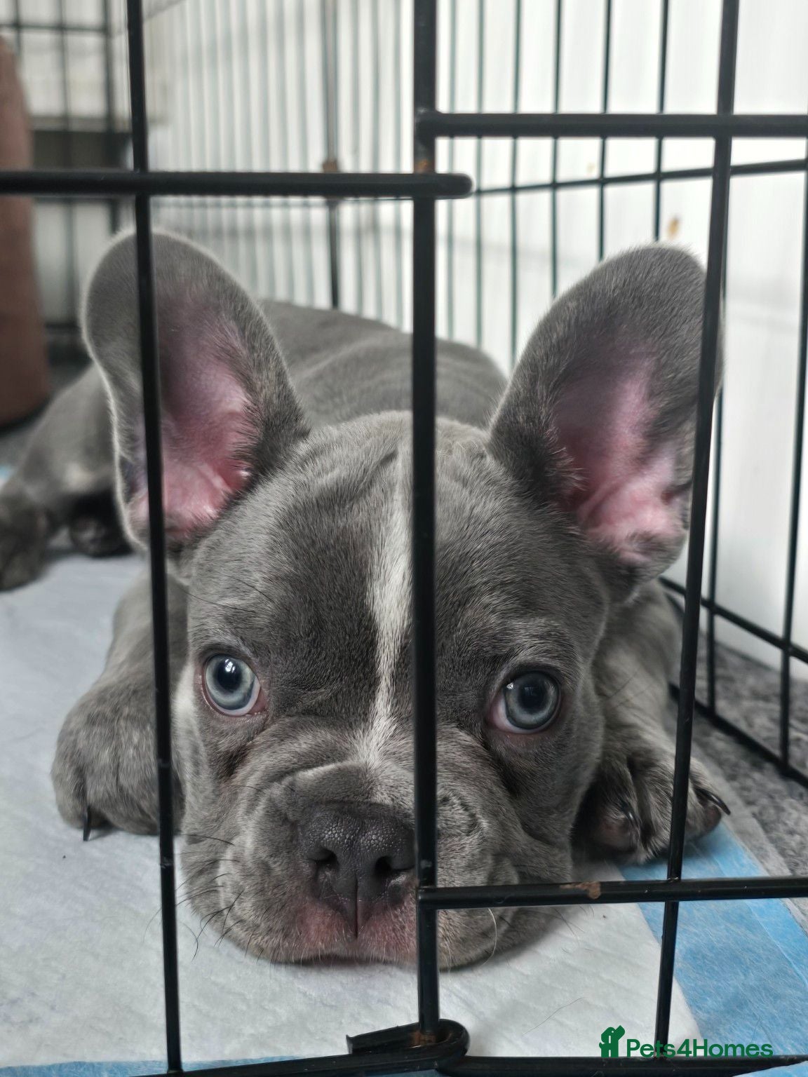 French Bulldog dogs Puppy french bulldog - Advert 16
