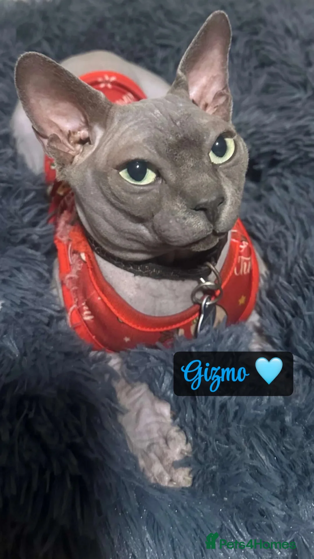 Sphynx cats for sale: Sphynx kittens - Advert 2