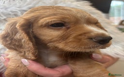 Cocker Spaniel dogs for sale: Outstandingly bred stunning worker cocker spaniels - Image 5