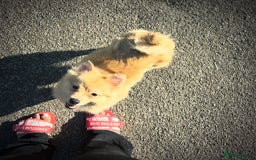 Pomeranian dogs for sale: POMERANIANS - Image 5