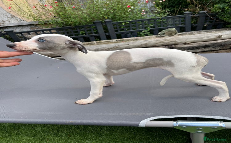 Whippet dogs - Advert 1