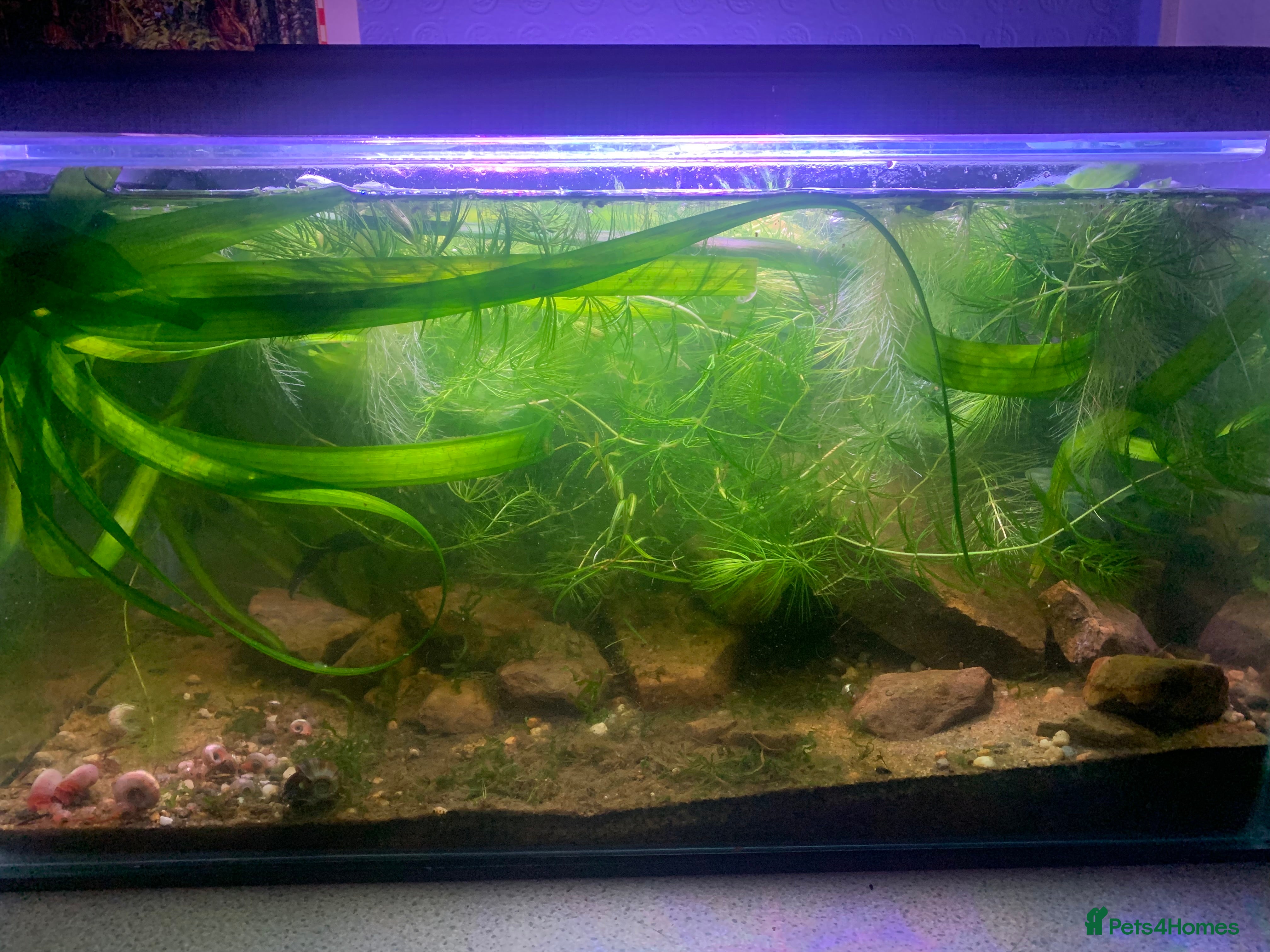 Newt reptiles male alpine newt + setup - Advert 1