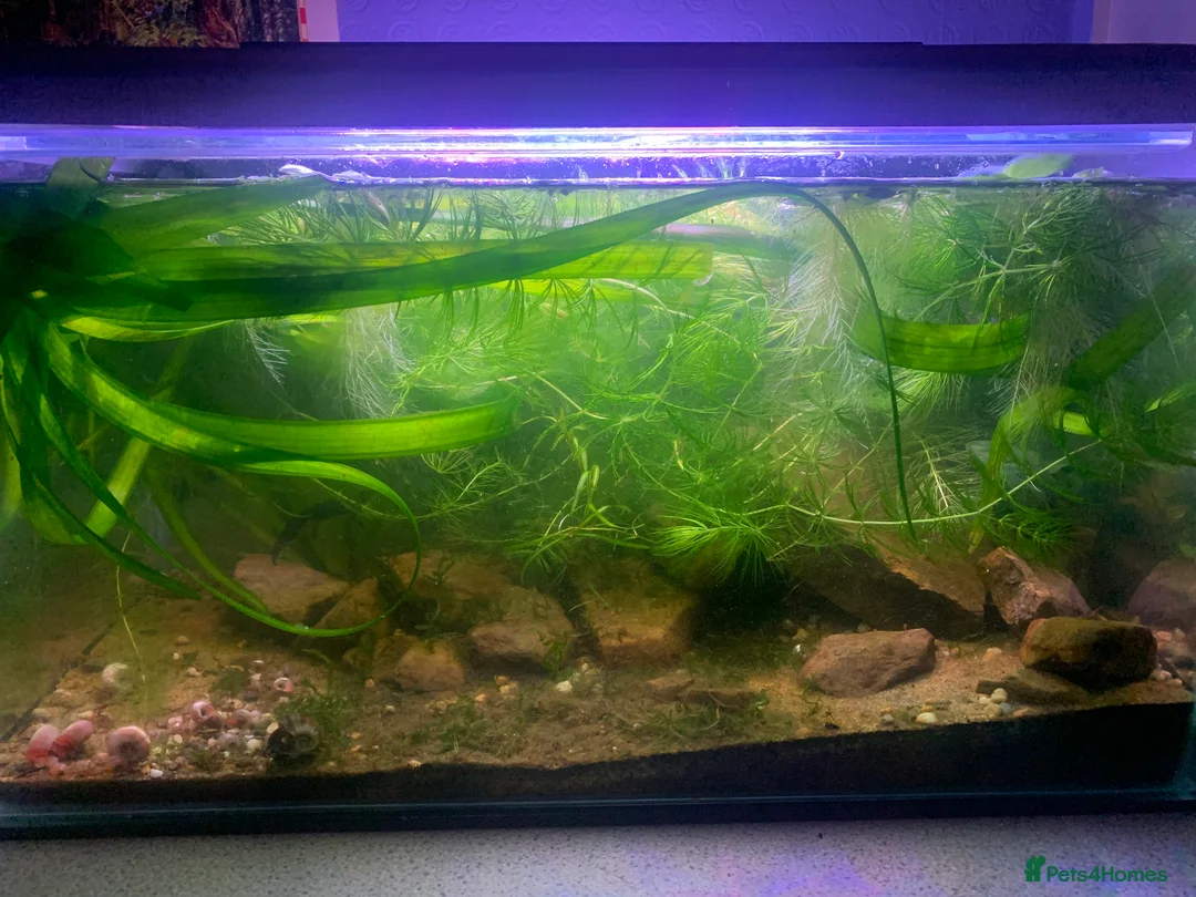 Newt reptiles for sale: male alpine newt + setup - Advert 1