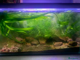 Newt reptiles male alpine newt + setup - Advert 1