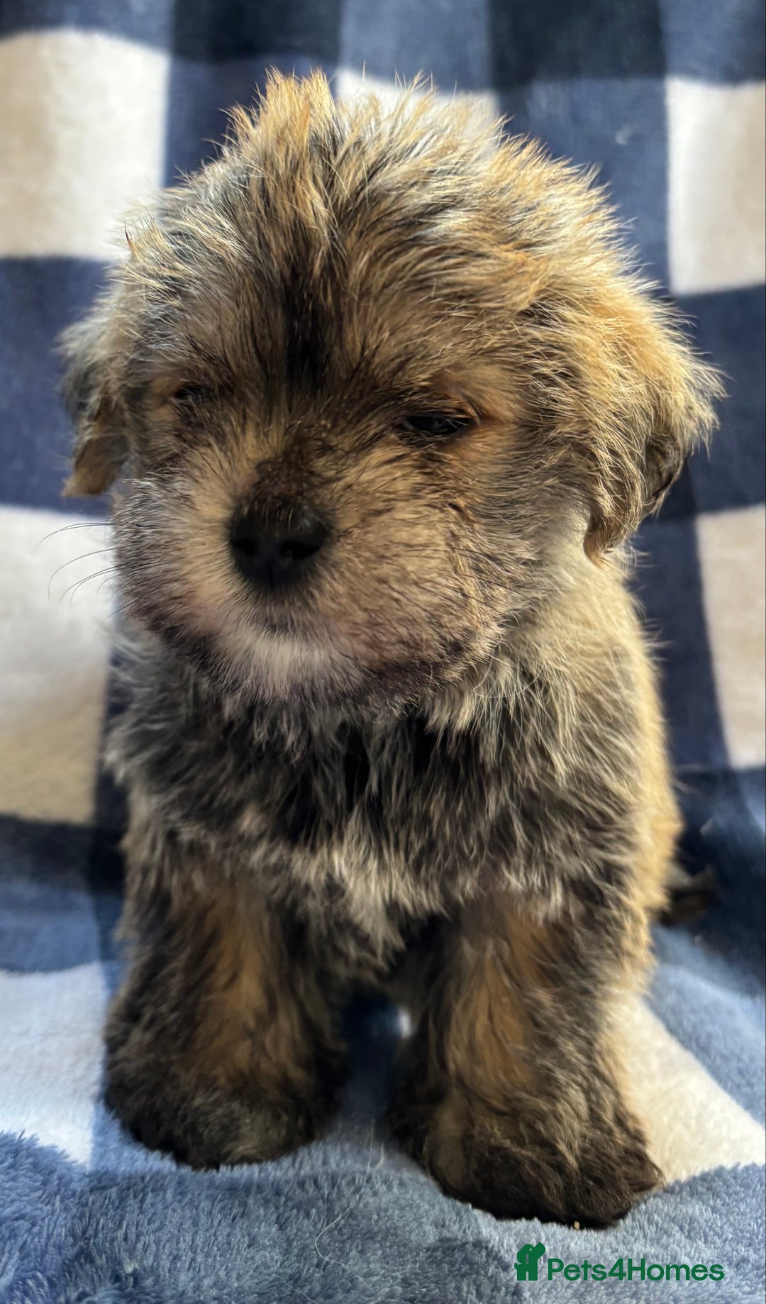 Maltipoo dogs for sale: Stunning Maltipoo Puppies ⭐️ DNA Tested ⭐️ - Image 12
