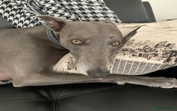 Whippet dogs for sale: Blue Male Whippet (6 Years) - Image 3