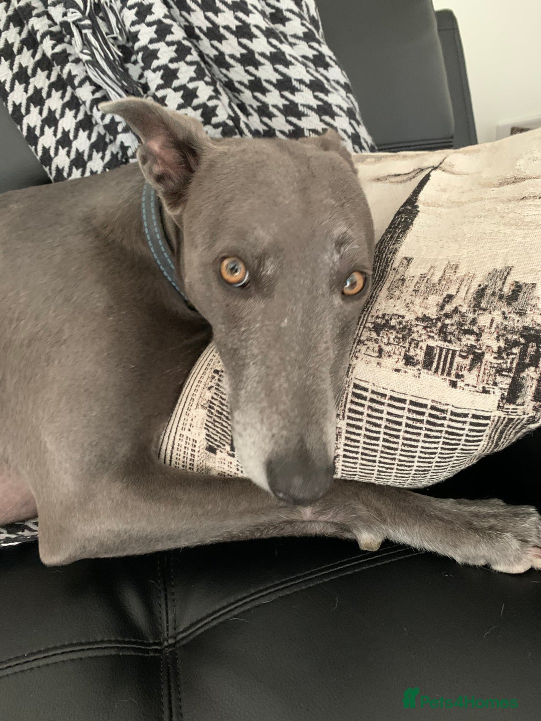 Whippet dogs for sale: Blue Male Whippet (6 Years) - Image 3