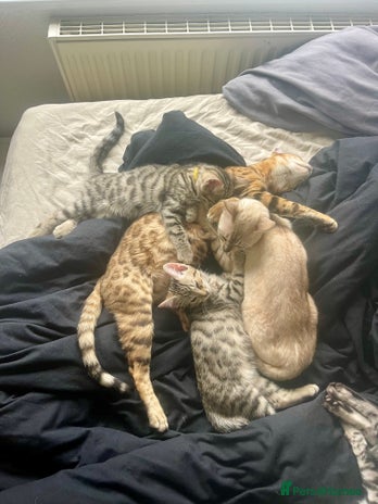 Bengal cats - Advert 1