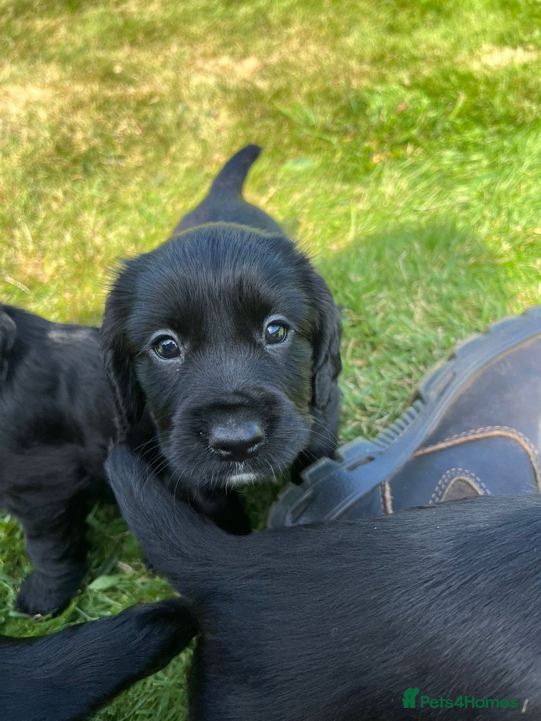 Cocker Spaniel dogs for sale: KC reg Working Cocker Spaniel Pups - Image 3