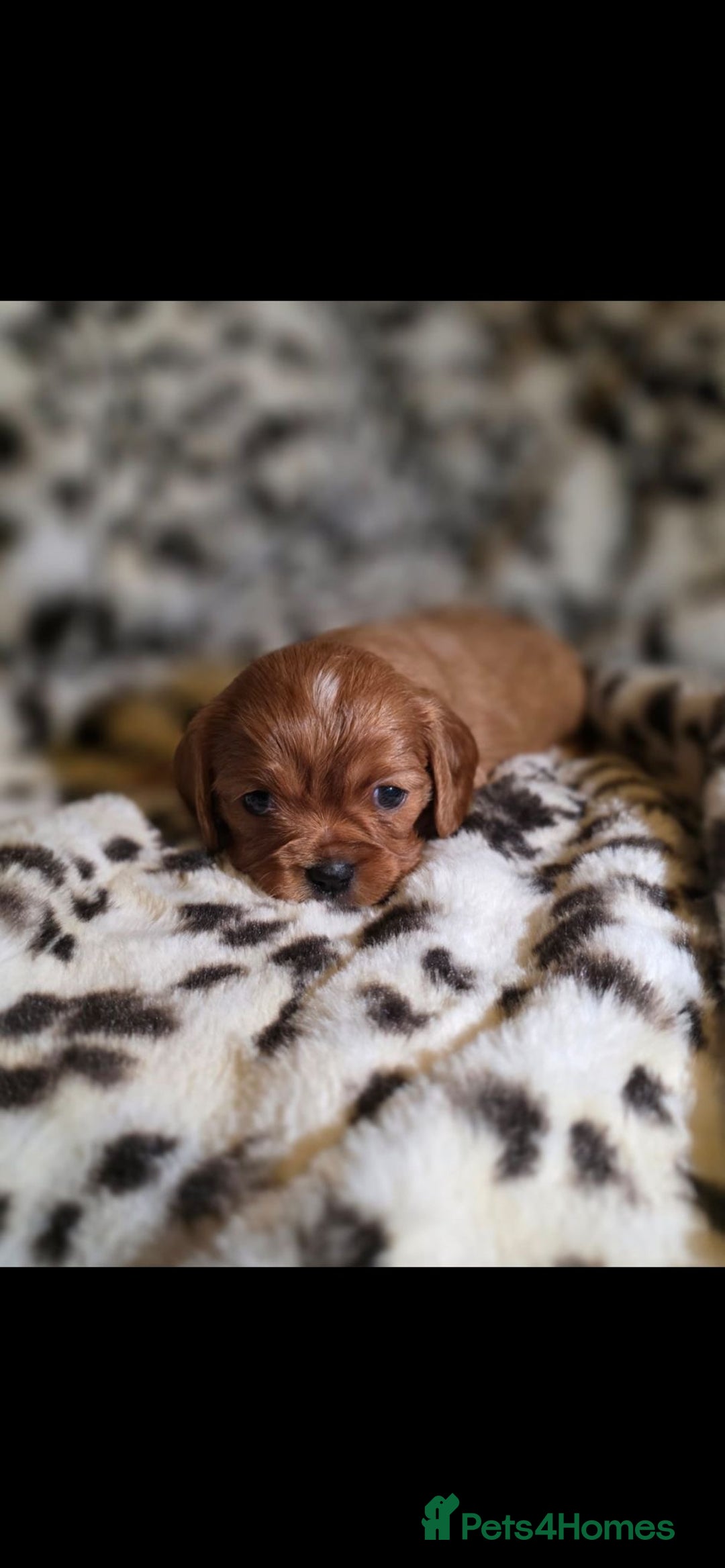 Cavalier King Charles Spaniel dogs for sale: 💫CKC STUNNING PUPPIES HEALTH TESTED 💫 - Advert 13