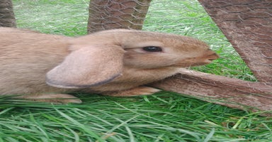 French Lop rabbits - Advert 10