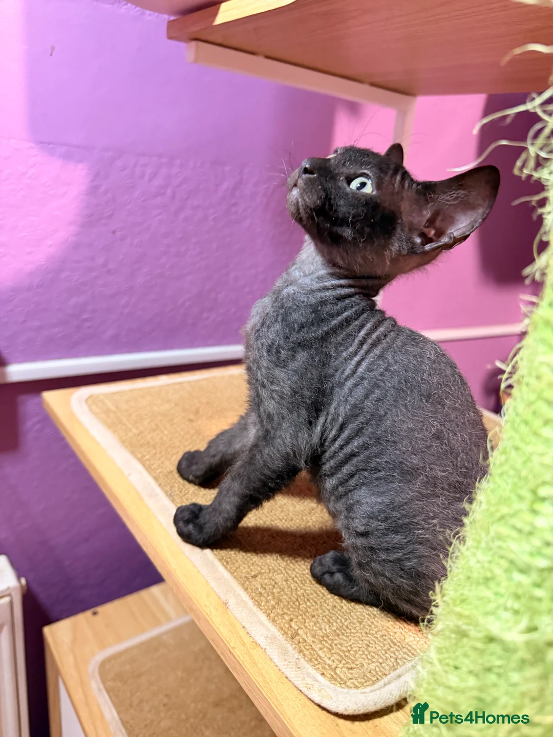 Mixed Breed cats for sale: 2 beautiful Velour Sphynx boys left 🤎🖤 - Advert 6