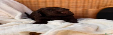 Cocker Spaniel 5
