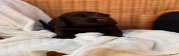 Cocker Spaniel dogs for sale: Show type cocker spaniels  - Advert 10