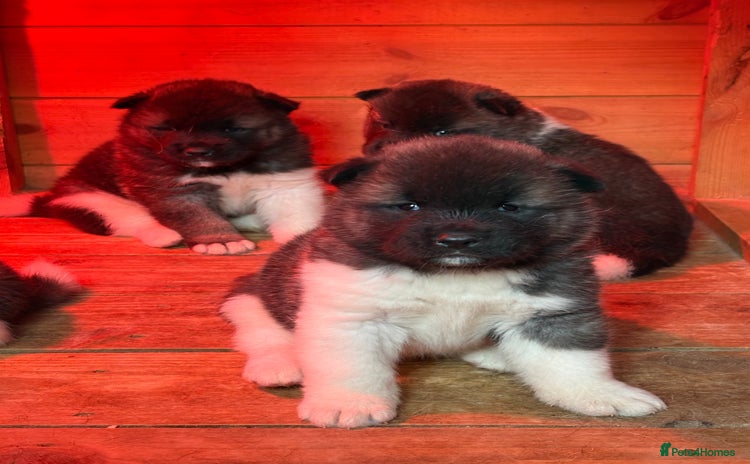 Akita dogs - Advert 2