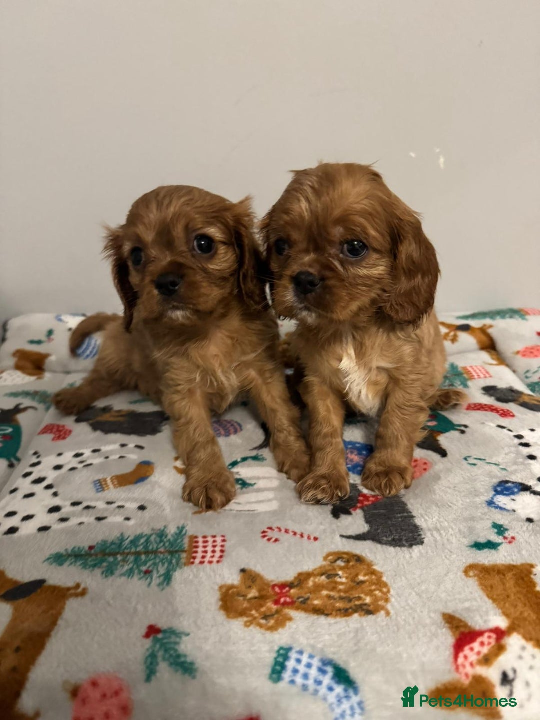 Cavalier King Charles Spaniel dogs for sale: Cavalier King Charles Spaniel Pups KC Reg - Advert 17