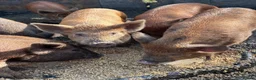Pig livestock for sale: Juliana X kune kune boars - Advert 2