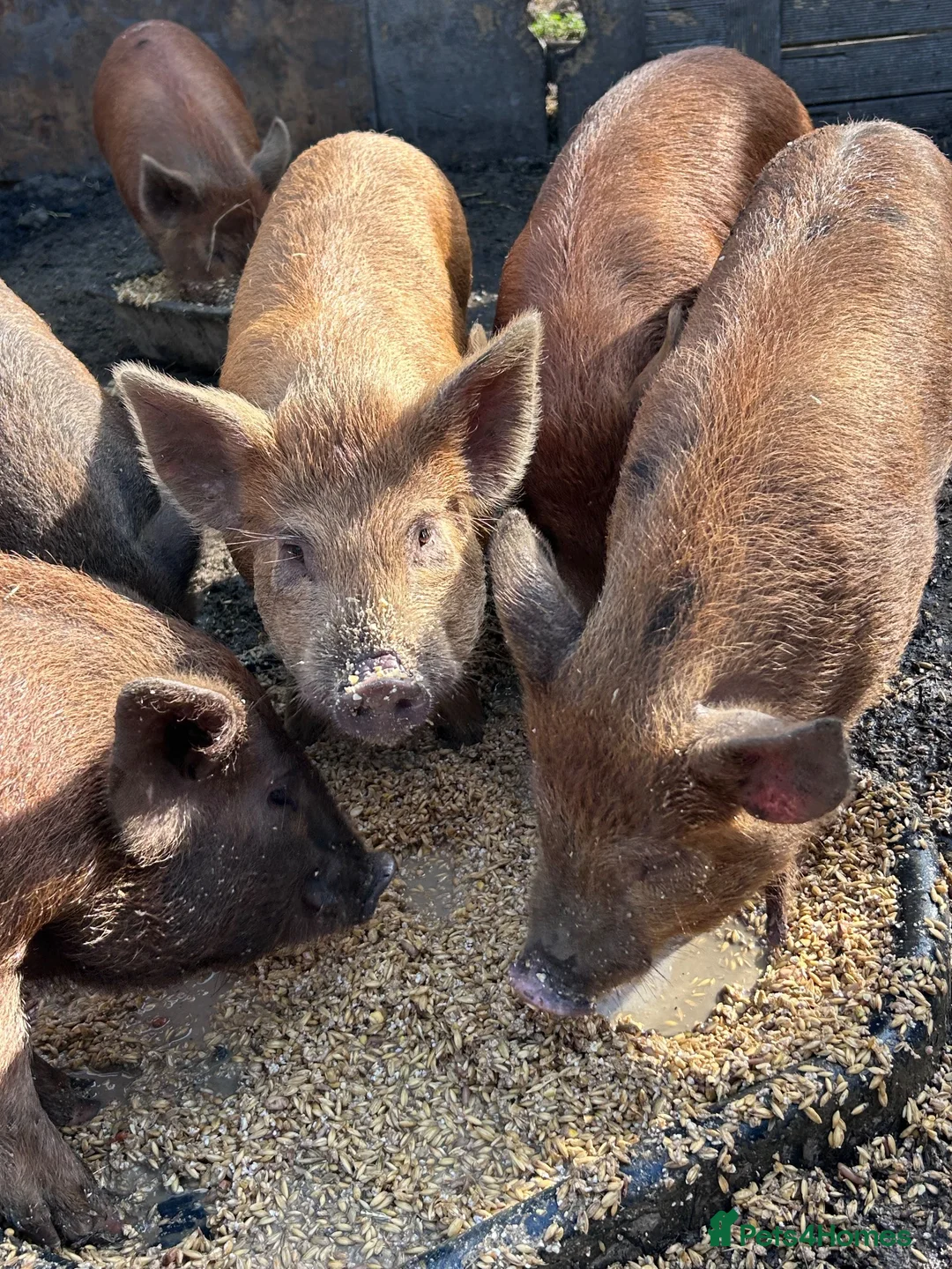 Pig livestock for sale: Juliana X kune kune boars - Advert 2