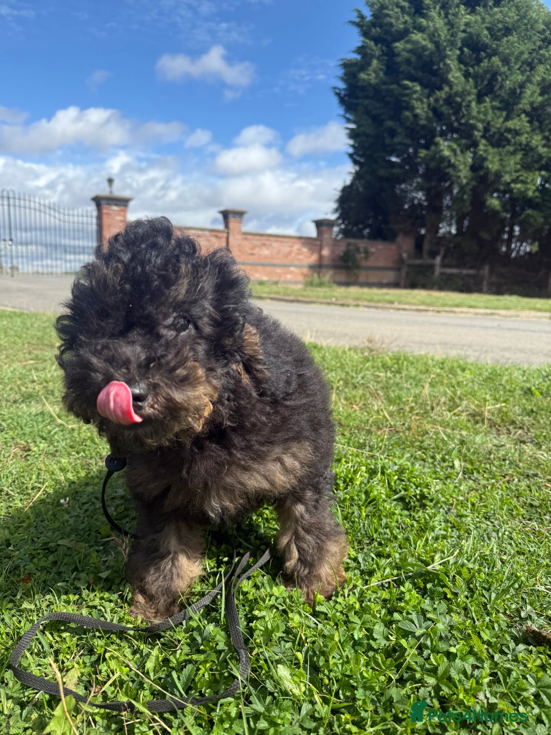 Goldendoodle dogs for sale: Beautiful Goldendoodle Puppies - Image 9