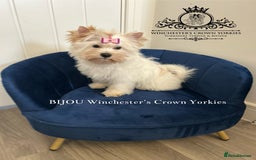 Yorkshire Terrier dogs for sale: ❤️Only 1 Girl left Golddust YT🥇Champion heritage! - Image 18