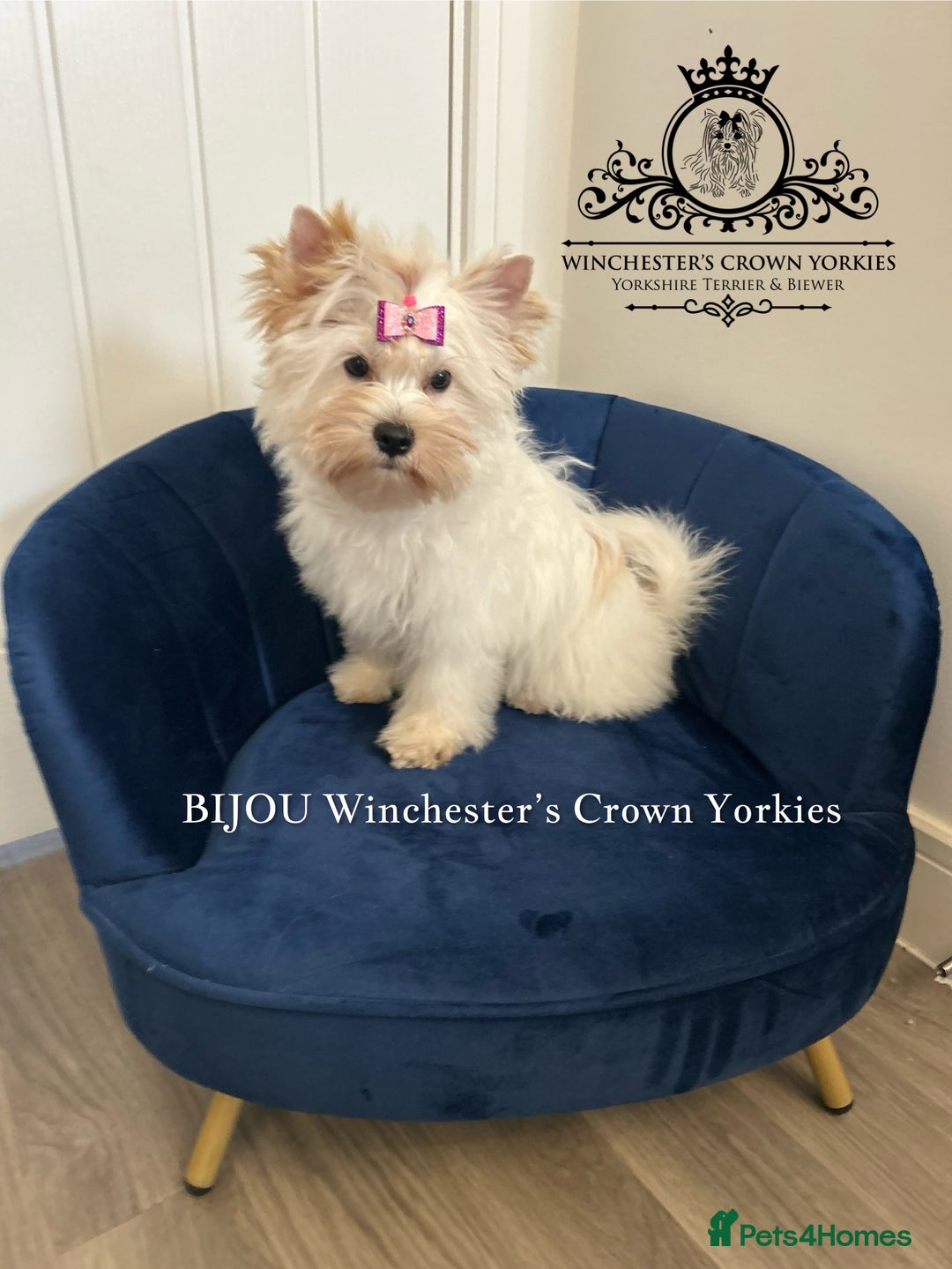 Yorkshire Terrier dogs for sale: ❤️Only 1 Girl left Golddust YT🥇Champion heritage! - Image 18