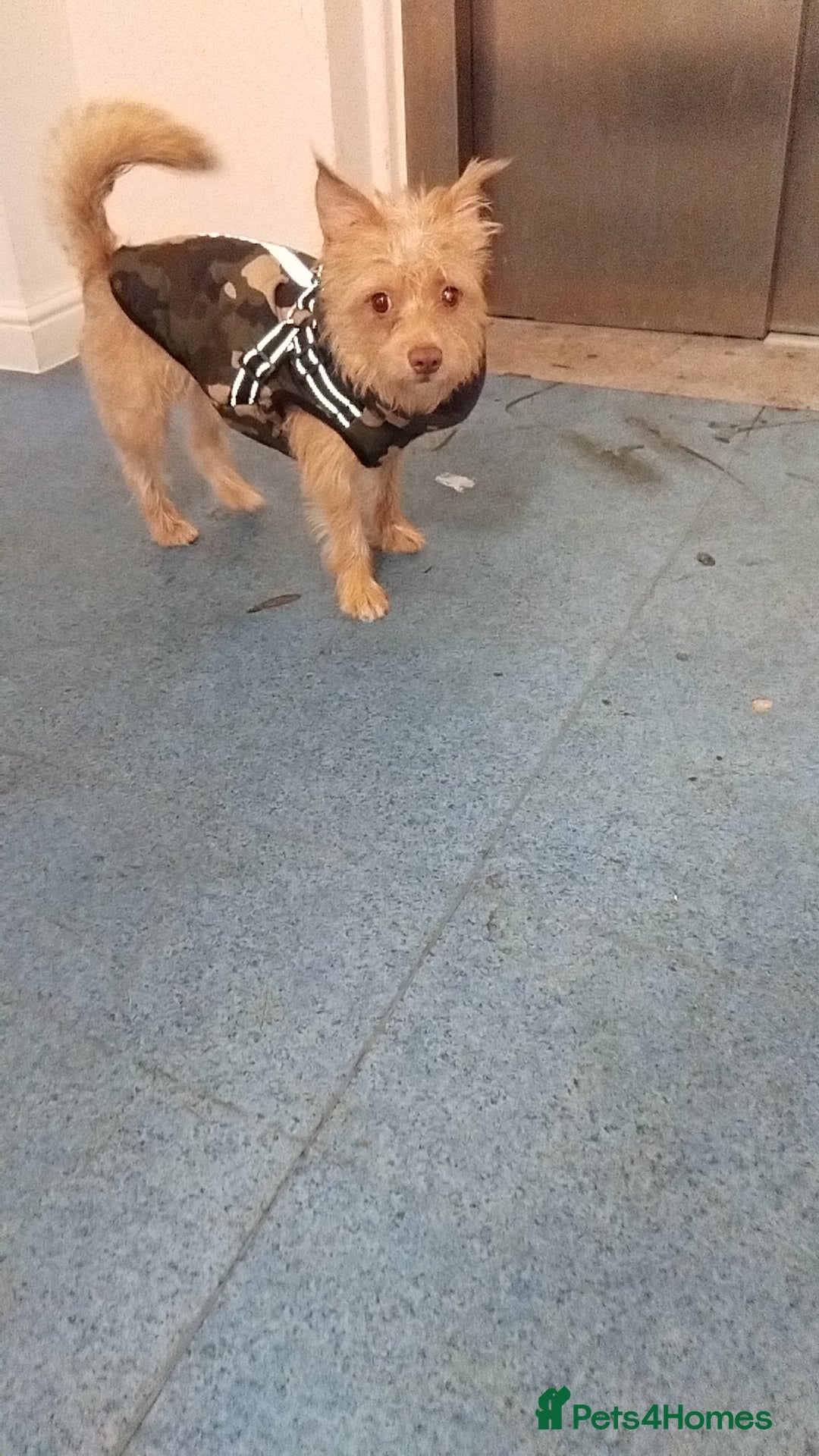 Mixed Breed dogs for sale: 10 month boy jack Russell x Chihuahua. - Advert 3