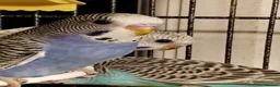 Budgerigars birds for sale: Beautiful baby budgies  - Advert 5