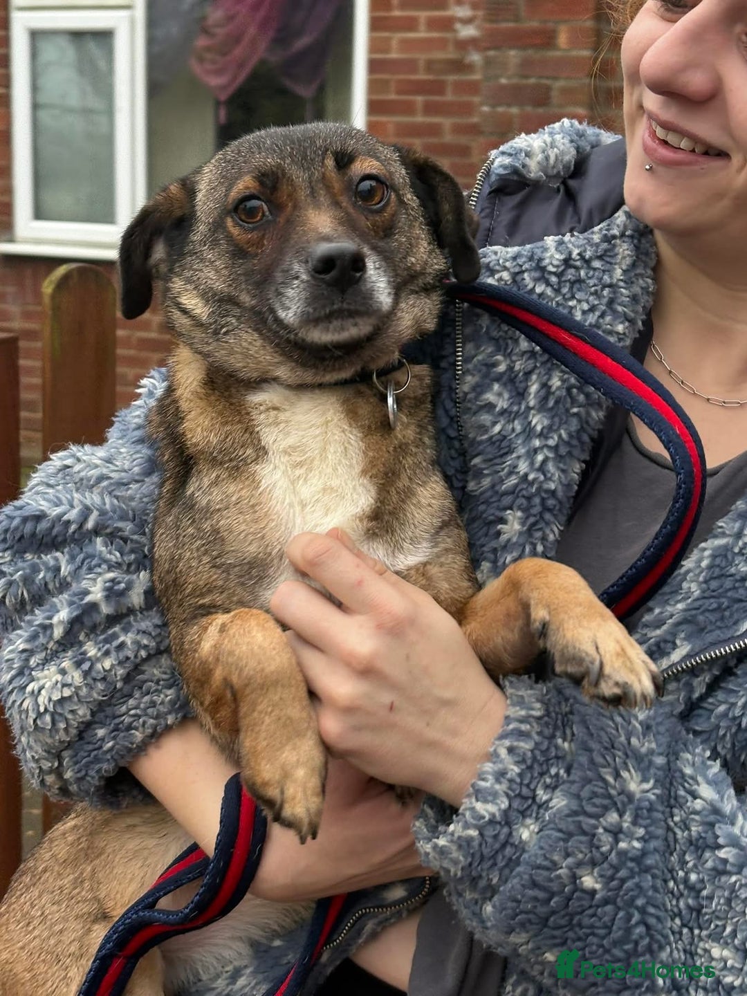 Mixed Breed dogs for adoption: Lindy - Norwich Norfolk  - Advert 2