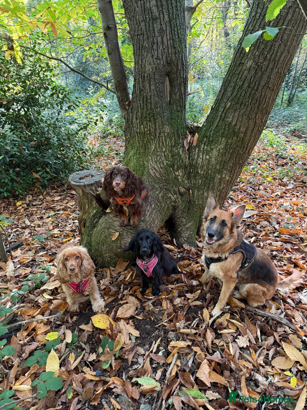 German Shepherd dogs for sale: 8yr old German Shepher Girl  - Advert 2