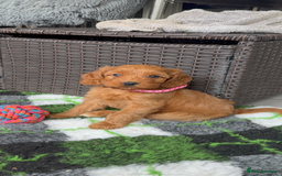 Cockapoo dogs for sale: STUNNING RED F1 COCKAPOO PUPPIES - Image 21