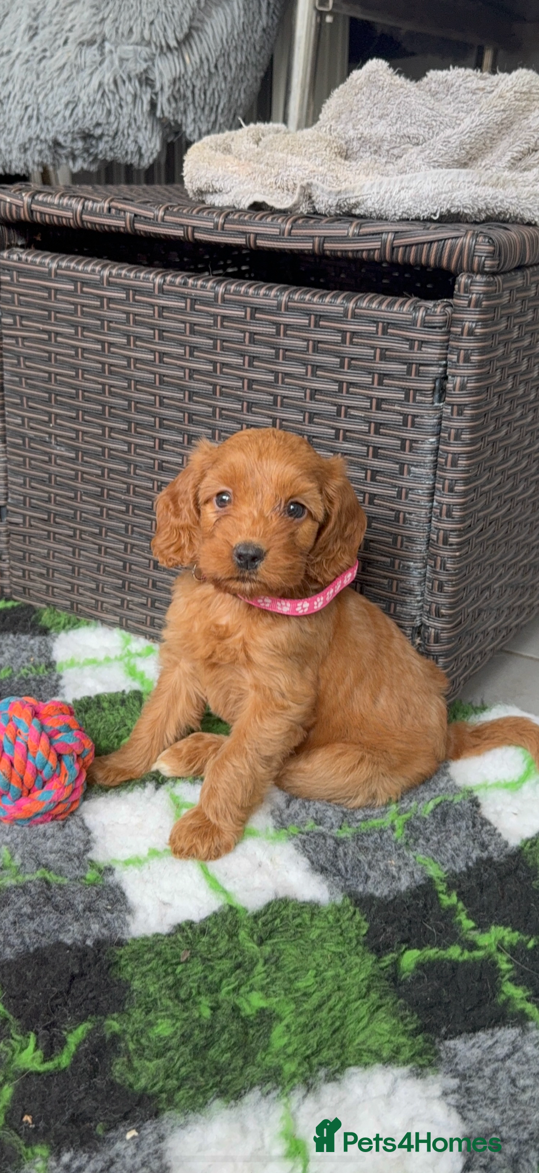 Cockapoo dogs for sale: STUNNING RED F1 COCKAPOO PUPPIES - Image 21