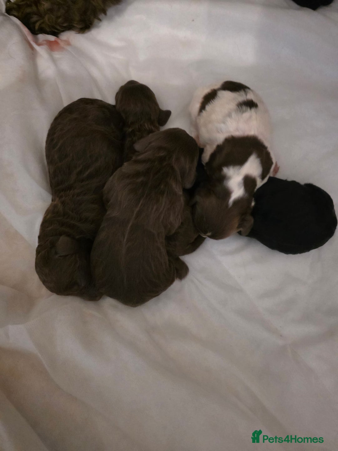 Cockapoo dogs for sale: Adorable cockapoo puppies - Advert 4