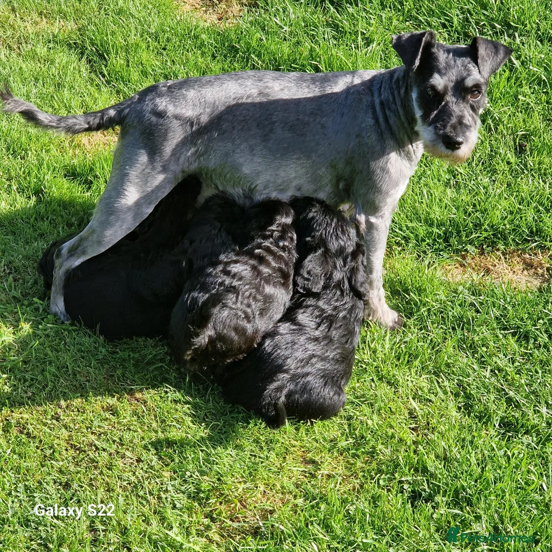 Schnoodle dogs for sale: Schnoodles  - Advert 2