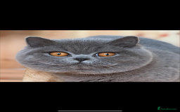 British Shorthair cats for sale: Lovely BSH  - Image 28