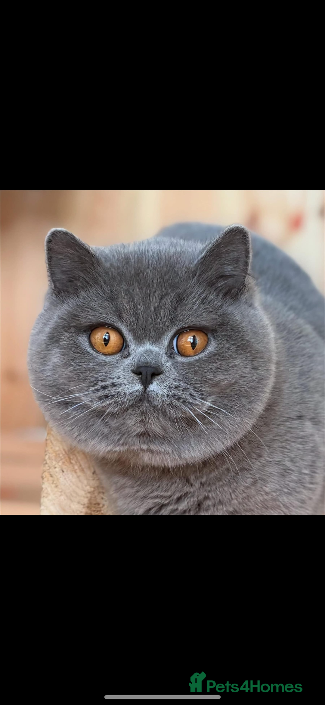 British Shorthair cats for sale: Lovely BSH  - Image 28