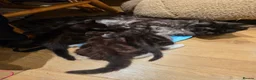 Mixed Breed cats for sale: Maine Coon X in Witham - Advert 2