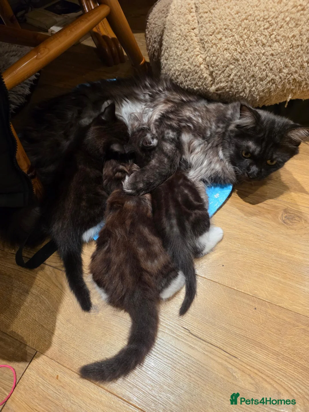 Mixed Breed cats for sale: Maine Coon X in Witham - Advert 2