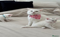 Mixed Breed cats for sale: Mixed breed white kittens  - Image 19
