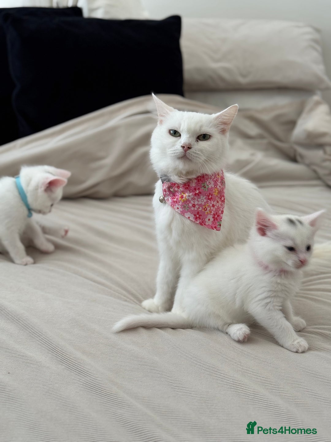 Mixed Breed cats for sale: Mixed breed white kittens  - Image 19