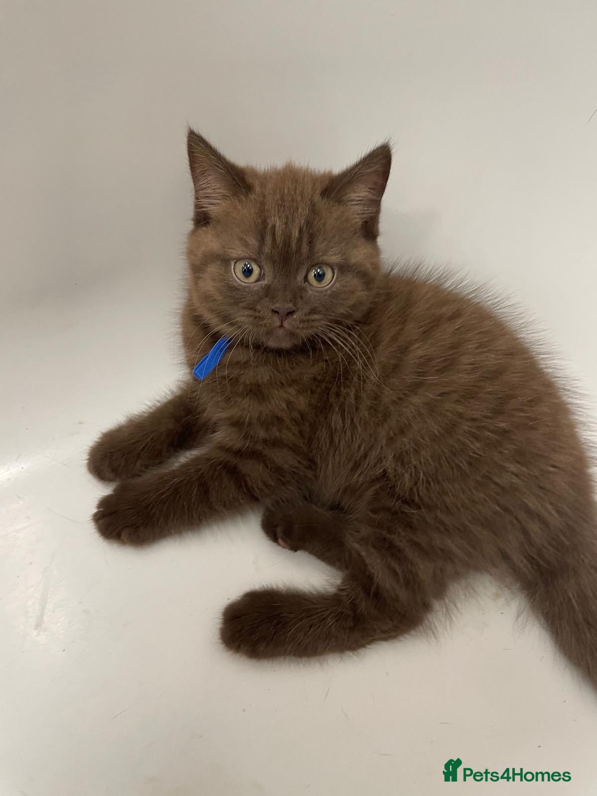 British Shorthair cats for sale: Gorgeous GCCF Chocolate British Shorthair kittens - Advert 2