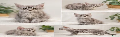     Silver Tabby
