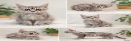 Maine Coon cats for sale: 🐾 TICA Registered Maine Coon Girls – 12 Weeks 🐾 - Advert 2