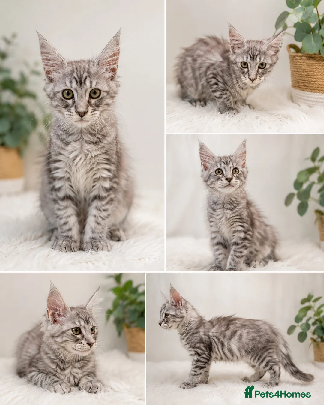 Maine Coon cats for sale: 🐾 TICA Registered Maine Coon Girls – 12 Weeks 🐾 - Advert 2