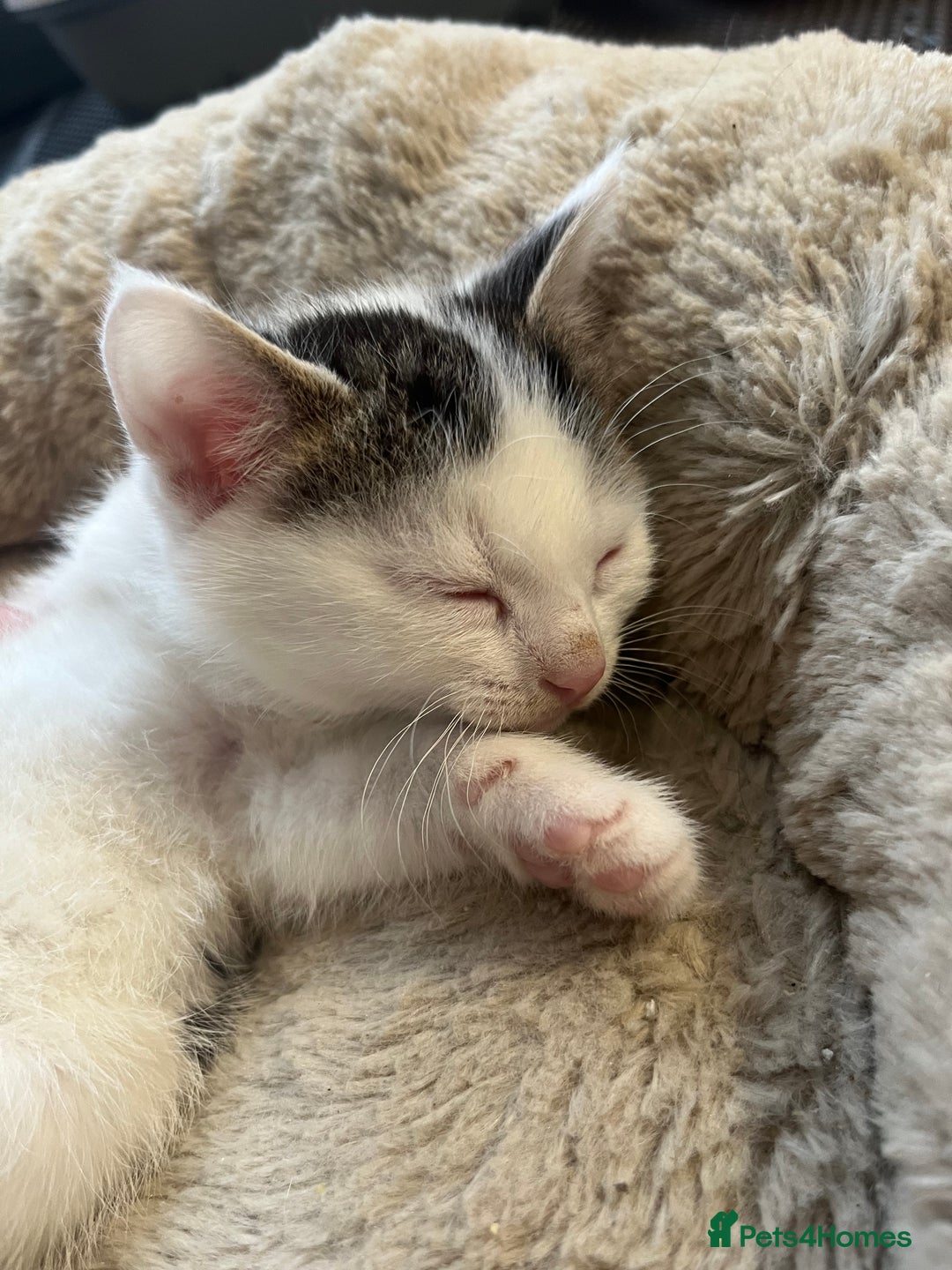 Mixed Breed cats for sale: 2 Adorable 8 week old kittens - Advert 14