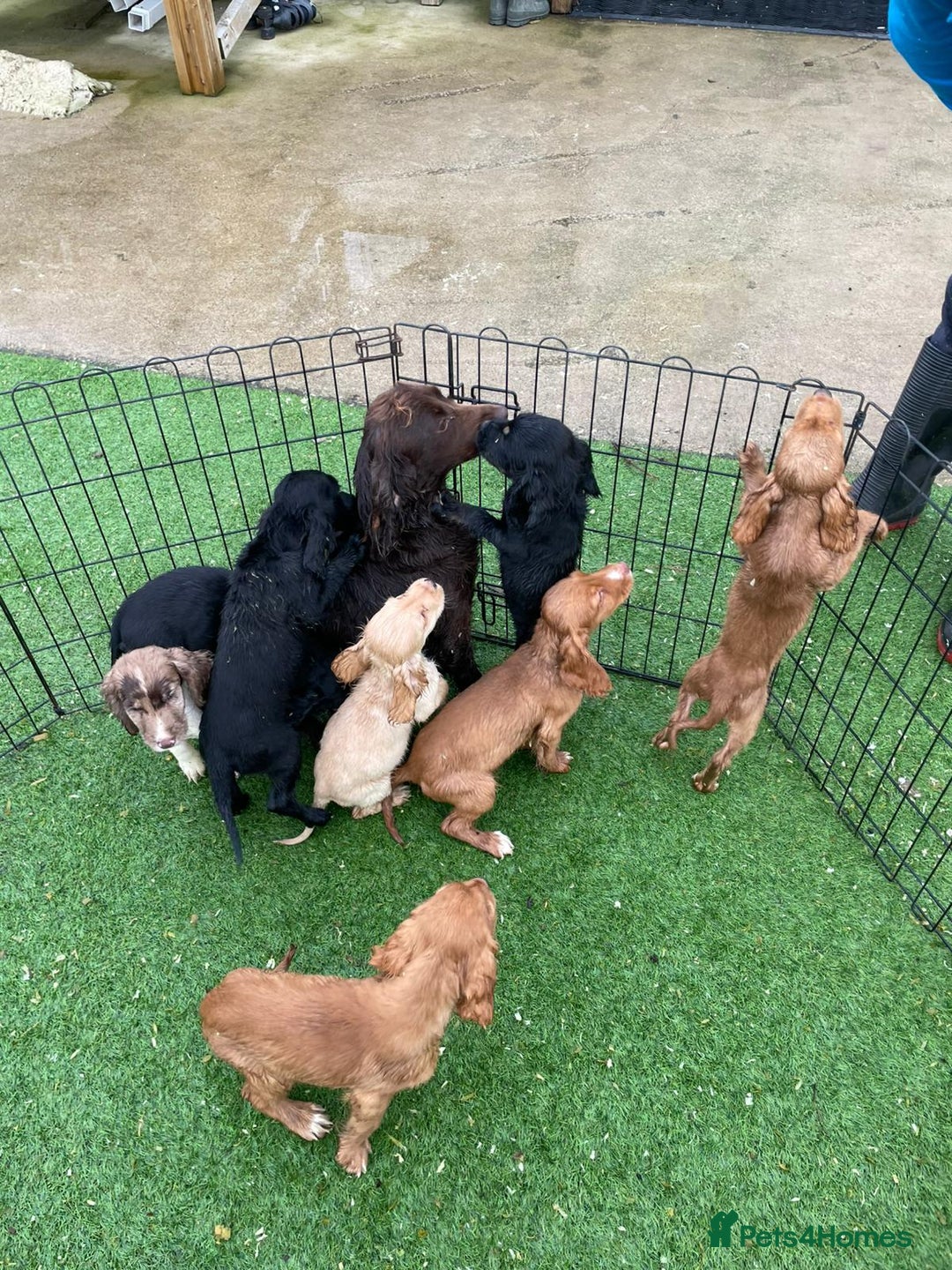 Cocker Spaniel dogs for sale: Stunning mix of working type cocker spaniels  - Advert 9