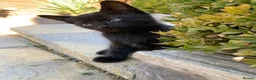 Mixed Breed cats for sale: Kittens - Advert 8
