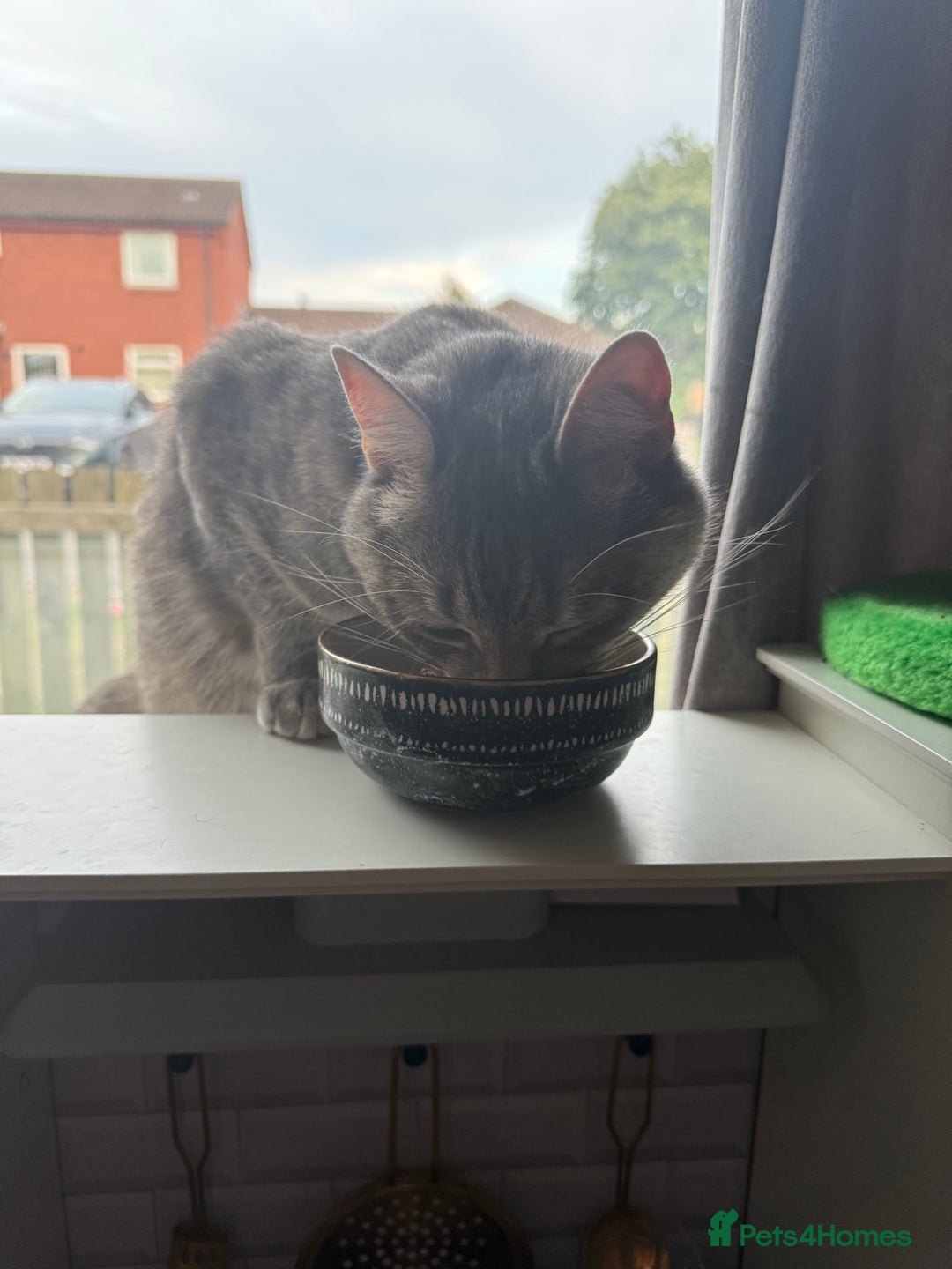 Domestic Shorthair cats for sale: Gorgeous grey tabby female. - Image 5