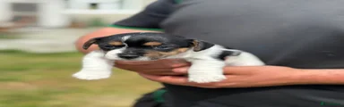 Jack Russell 5