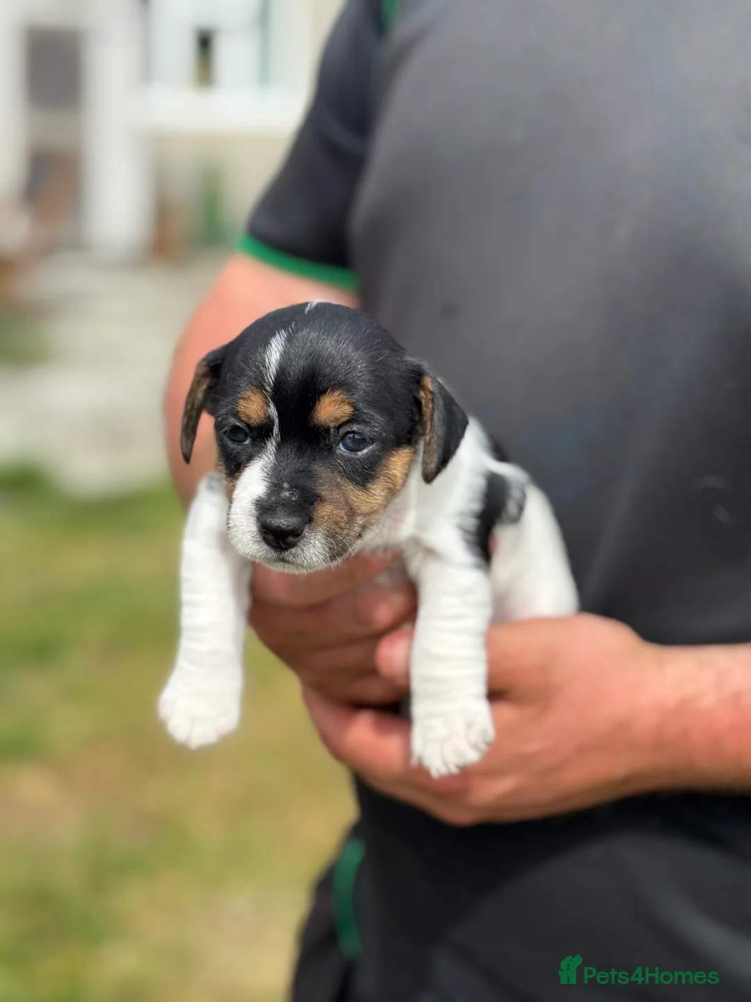Jack Russell dogs for sale: Jack Russell puppies - Advert 12