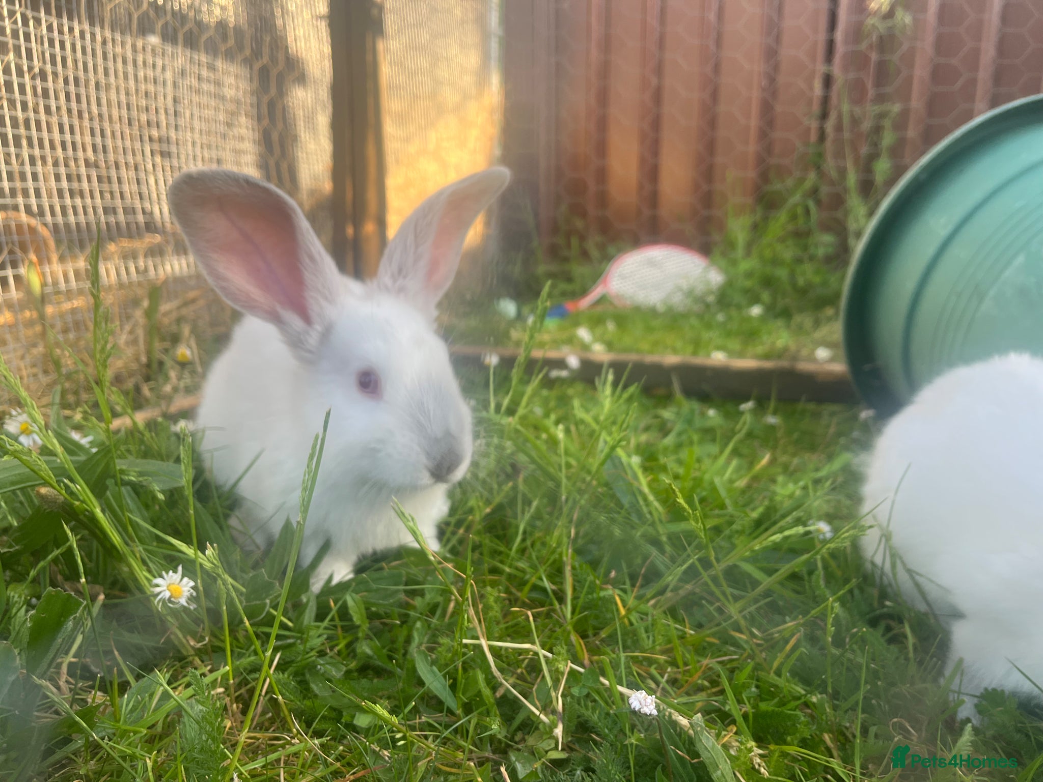 Mixed Breed rabbits Mixed baby rabbits - Advert 2